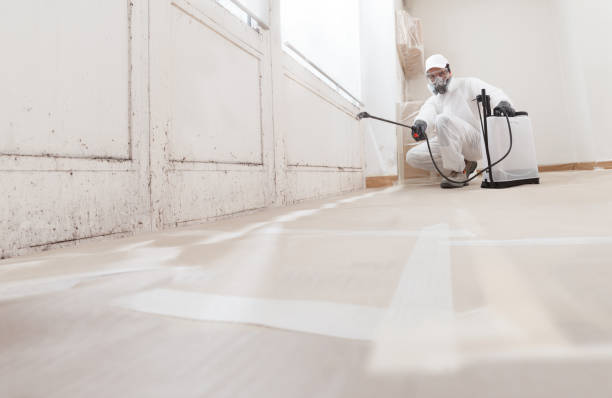 24/7 Emergency Attic Mold Removal experts in Elgin, IL