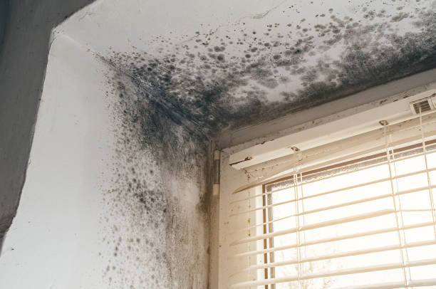 Affordable Attic Mold Removal solutions in Elgin, IL