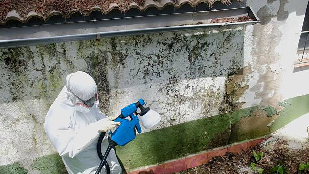 Top rated local Attic Mold Removal specialists in Elgin, IL